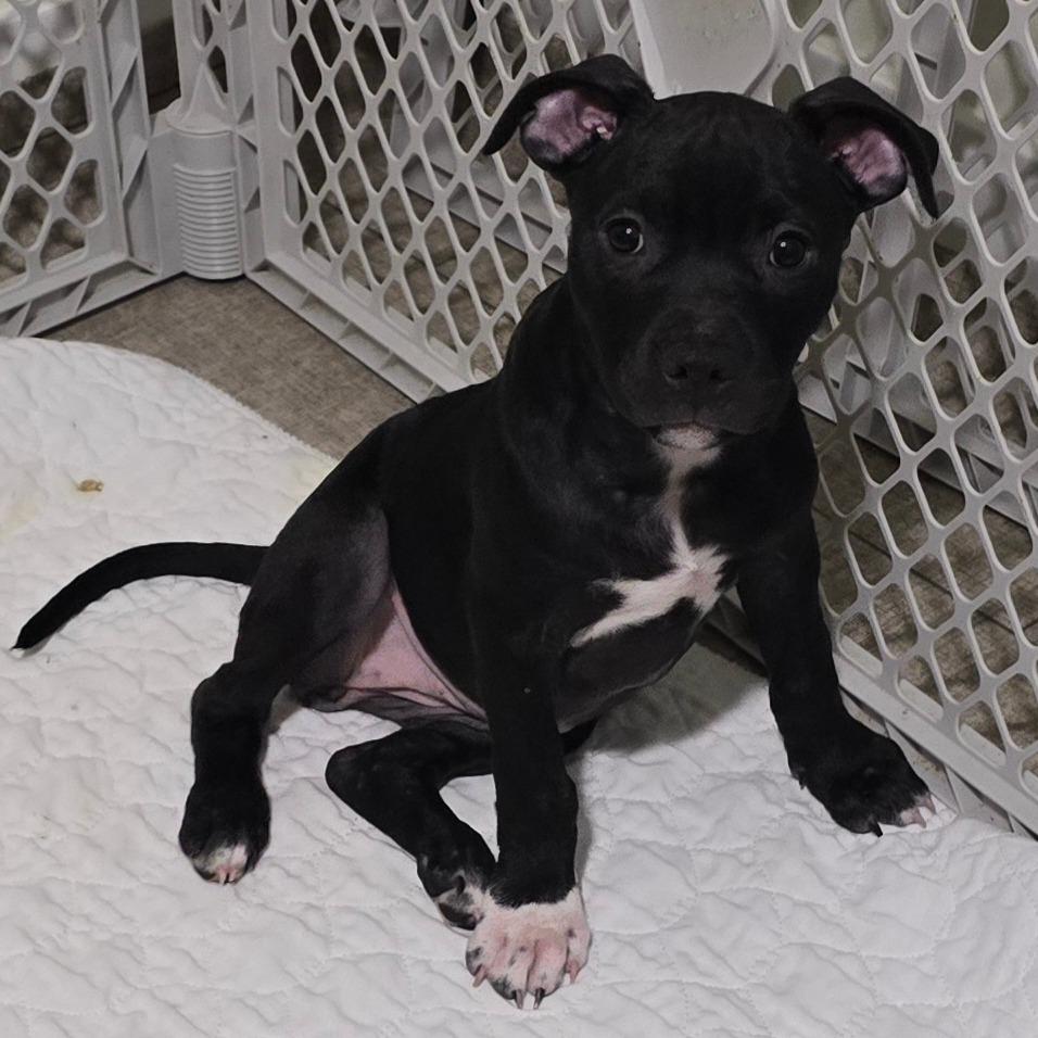 Enlarge Splash, a Adoptable mixed breed in St. Peters, MO image 4/6