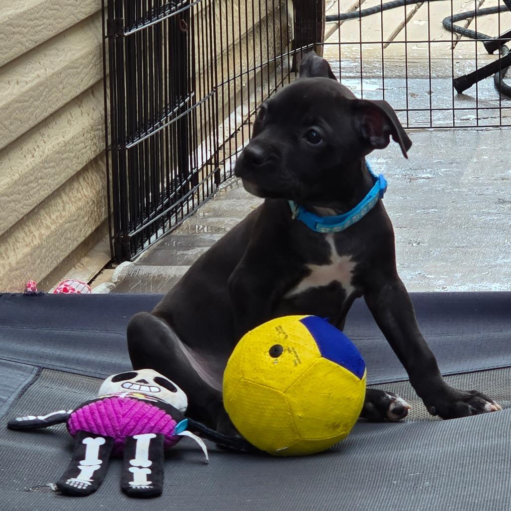 Enlarge Splash, a Adoptable mixed breed in St. Peters, MO image 5/6