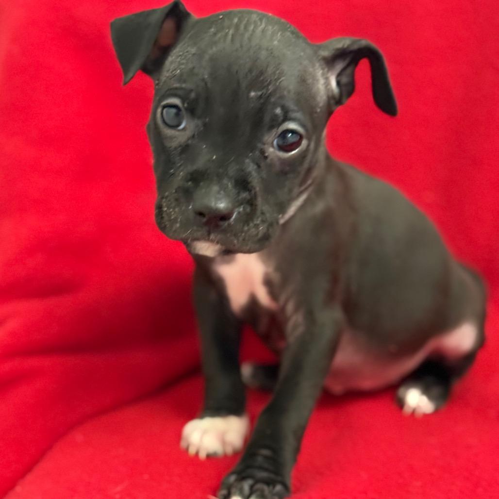 Enlarge Splash, a Adoptable mixed breed in St. Peters, MO image 6/6