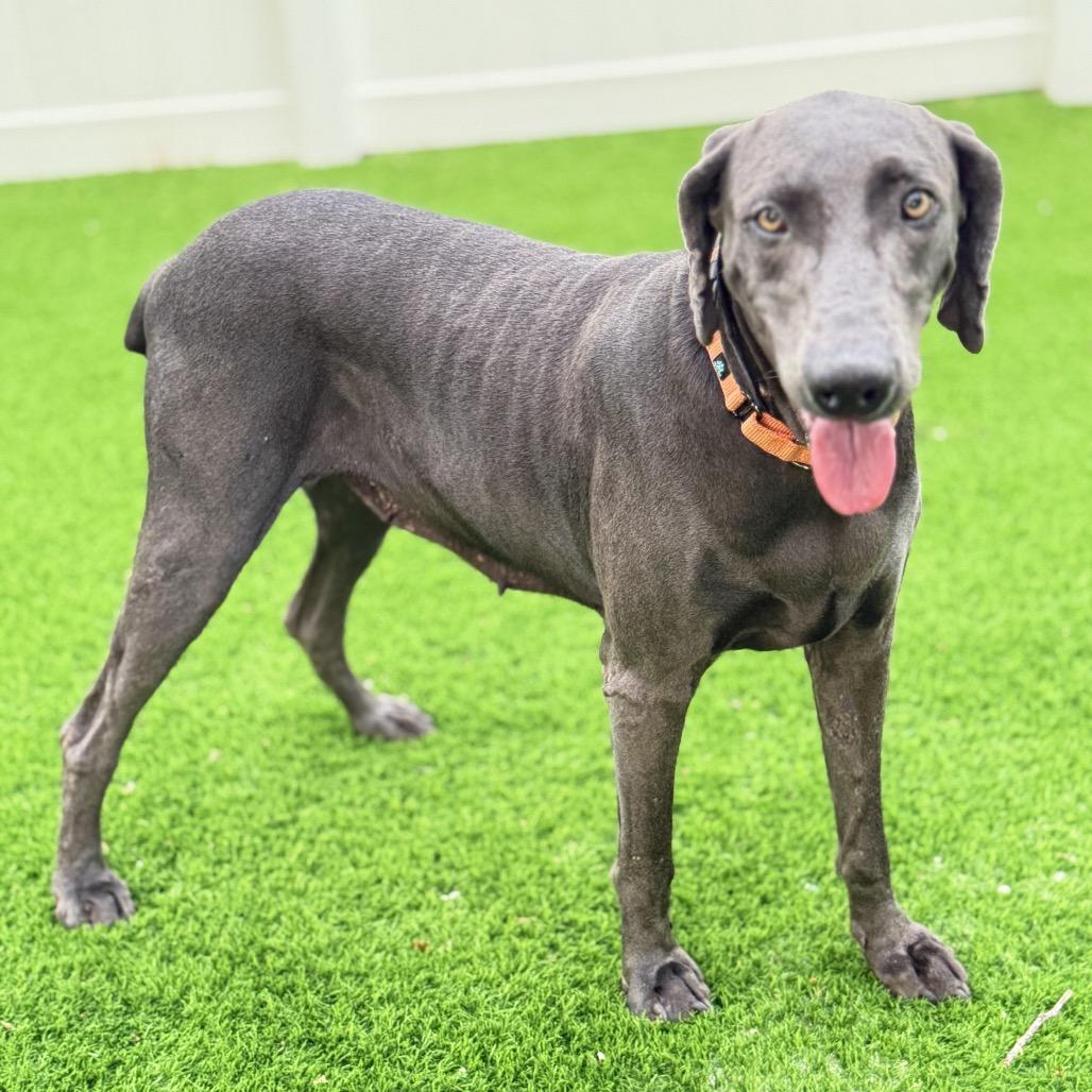 Cirrus, Adoptable, Adult Female Weimaraner.