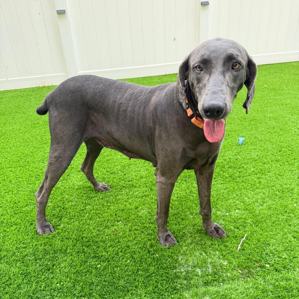 Cirrus, a Adoptable Weimaraner in Sarasota, FL image 2/6