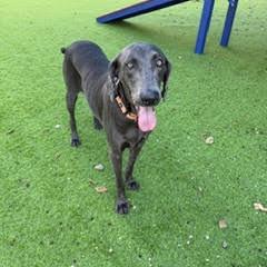 Enlarge Shadow, a Adoptable Weimaraner in Sarasota, FL image 2/6