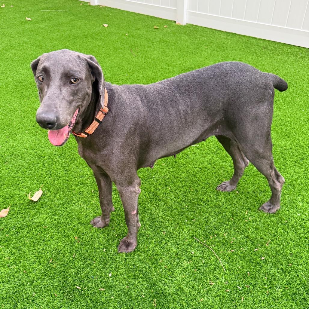Enlarge Shadow, a Adoptable Weimaraner in Sarasota, FL image 3/6
