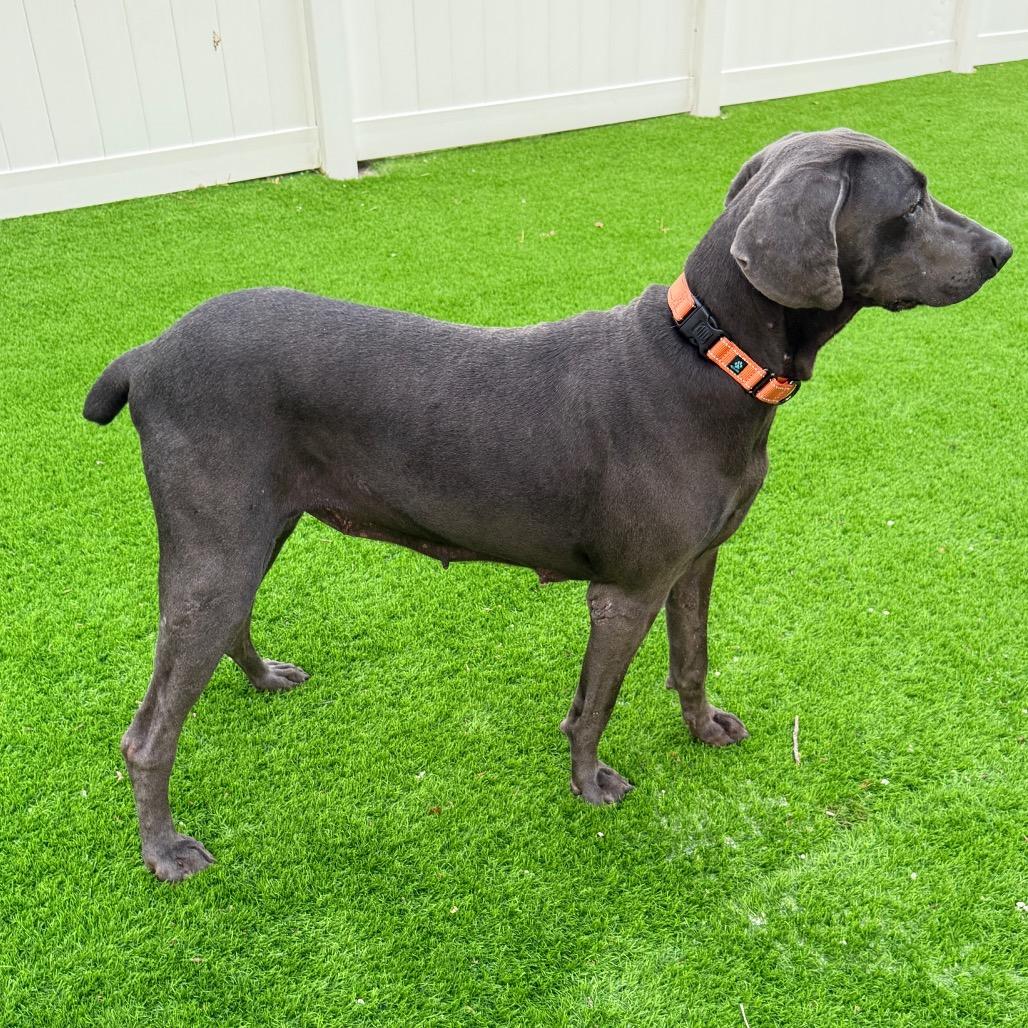 Cirrus, a Adoptable Weimaraner in Sarasota, FL image 3/6