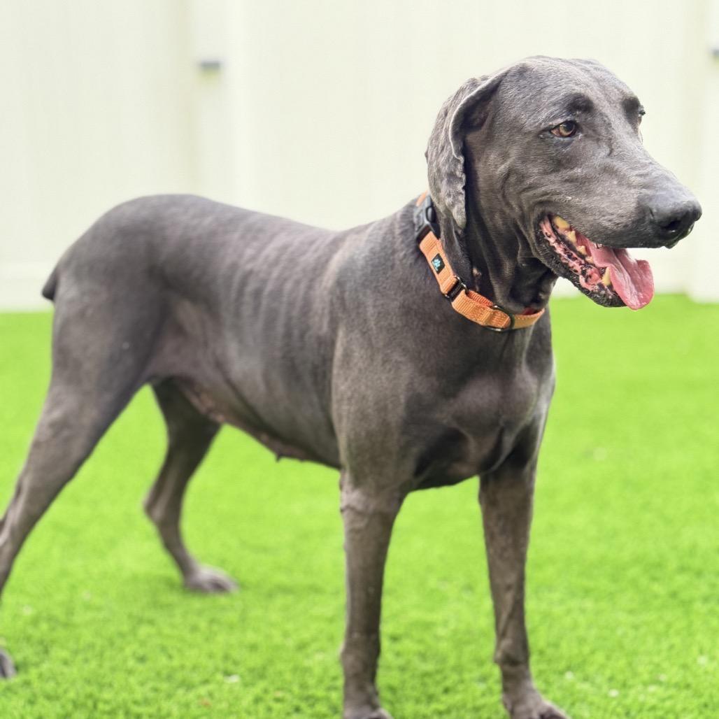 Cirrus, a Adoptable Weimaraner in Sarasota, FL image 4/6