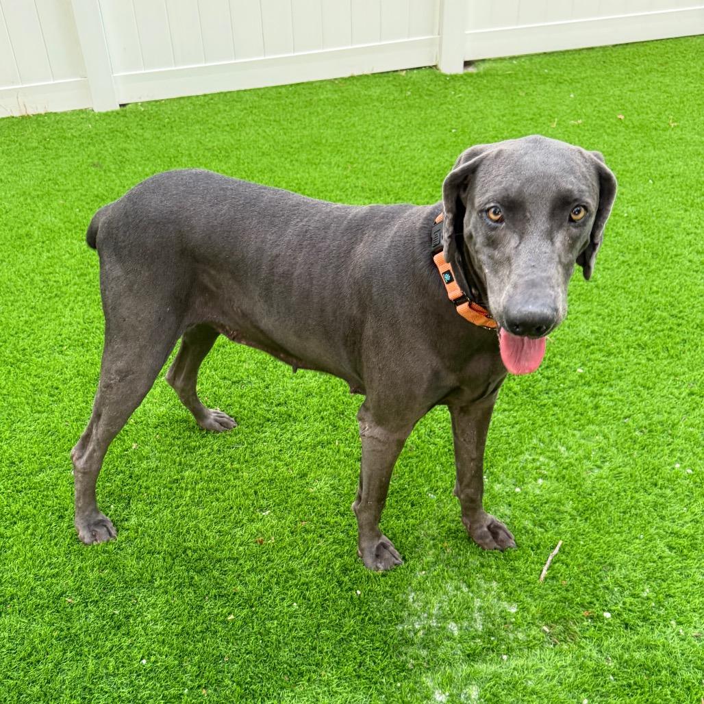 Cirrus, a Adoptable Weimaraner in Sarasota, FL image 5/6