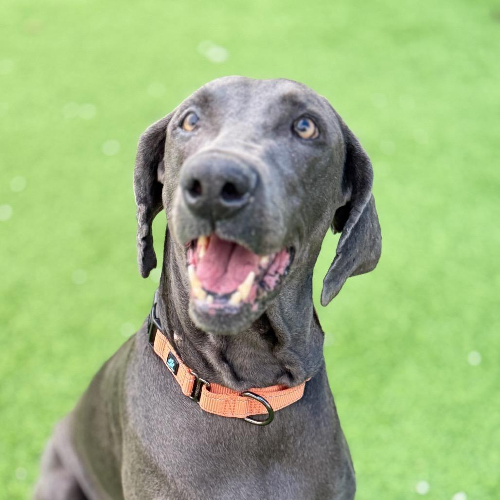 Cirrus, a Adoptable Weimaraner in Sarasota, FL image 6/6