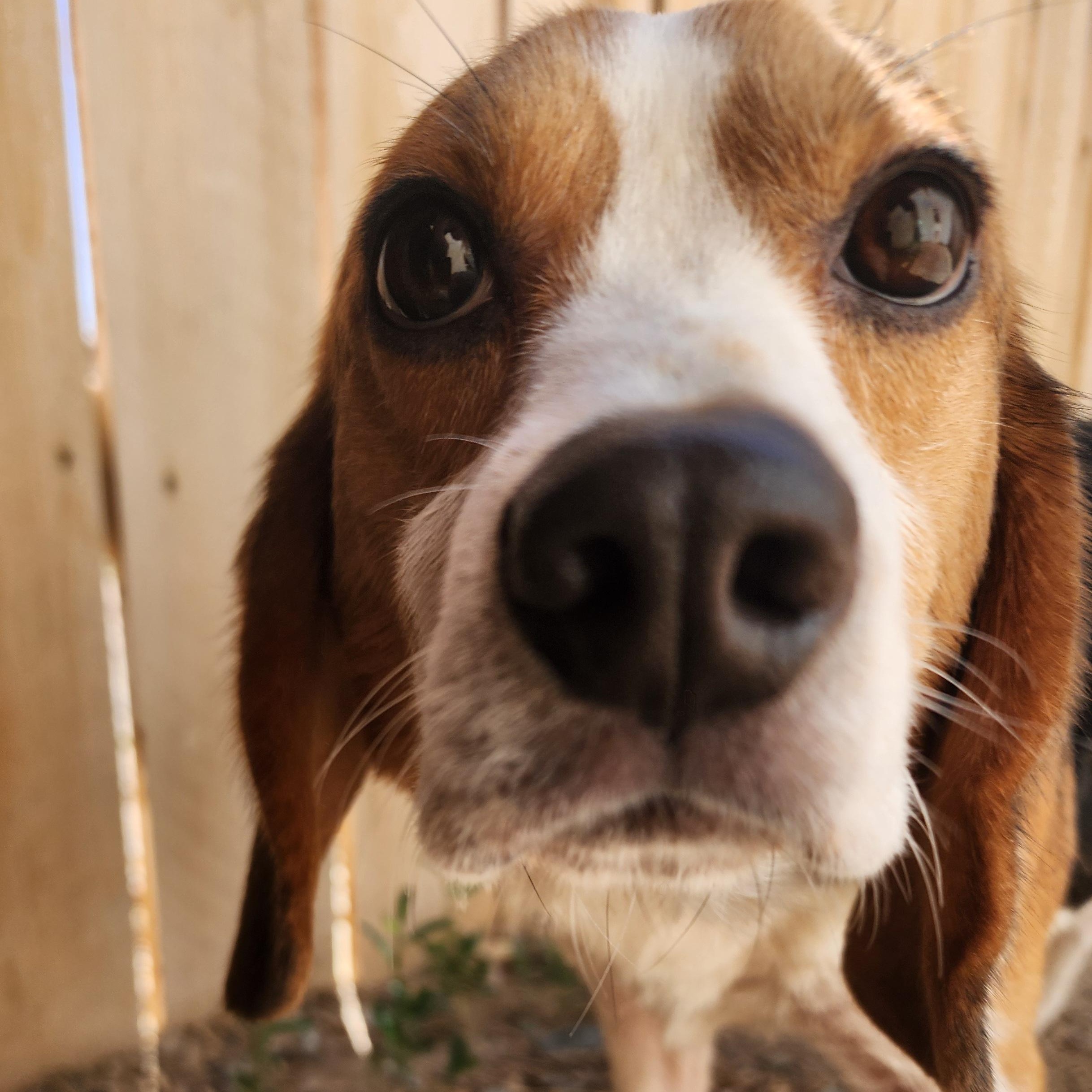 Beavis, an adoptable Beagle in Hartville, WY, 82215 | Photo Image 2