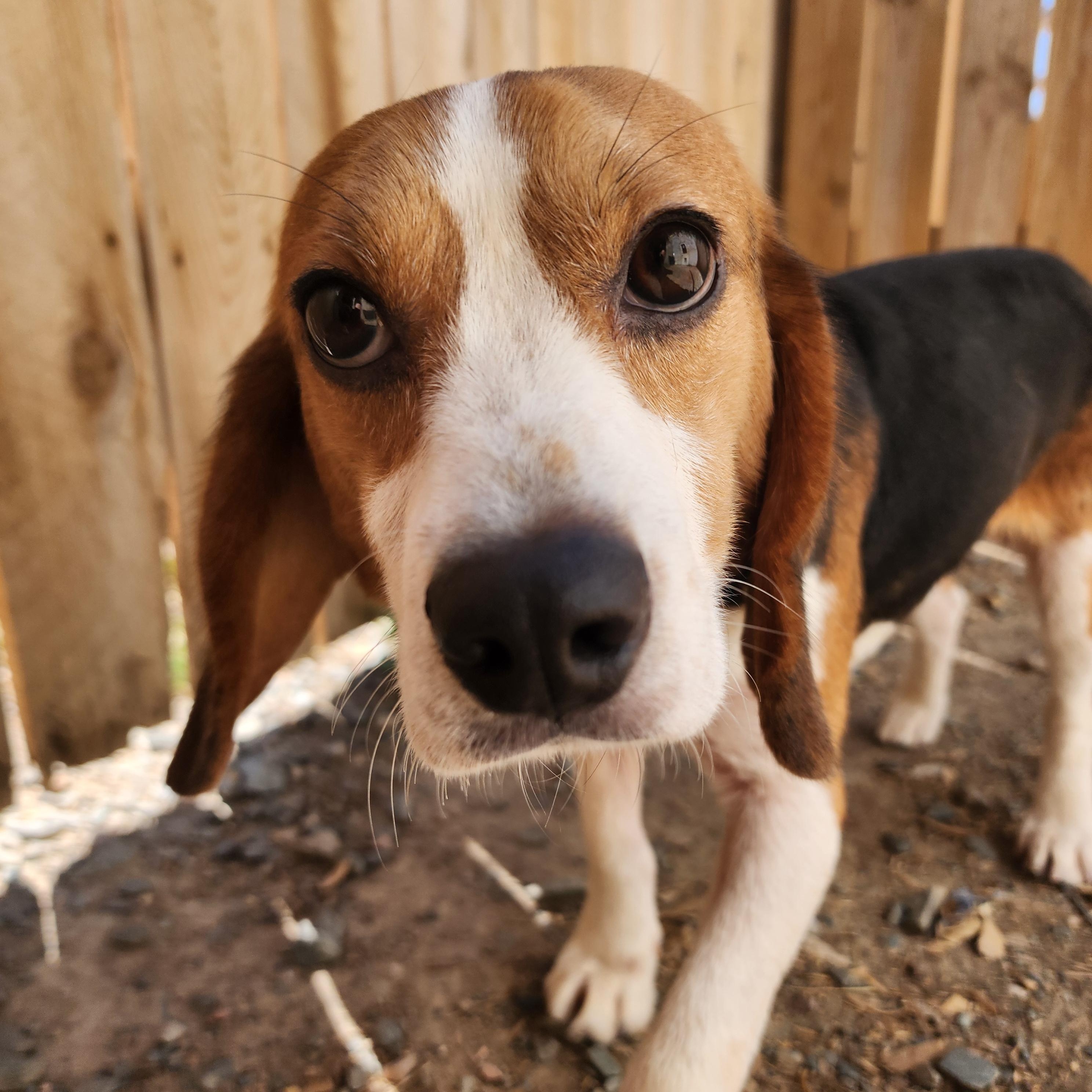 Beavis, an adoptable Beagle in Hartville, WY, 82215 | Photo Image 1