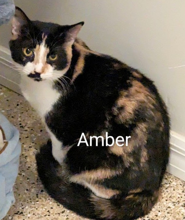 Enlarge AMBER, a Adoptable Calico in Fort Myers Beach, FL image 1/1