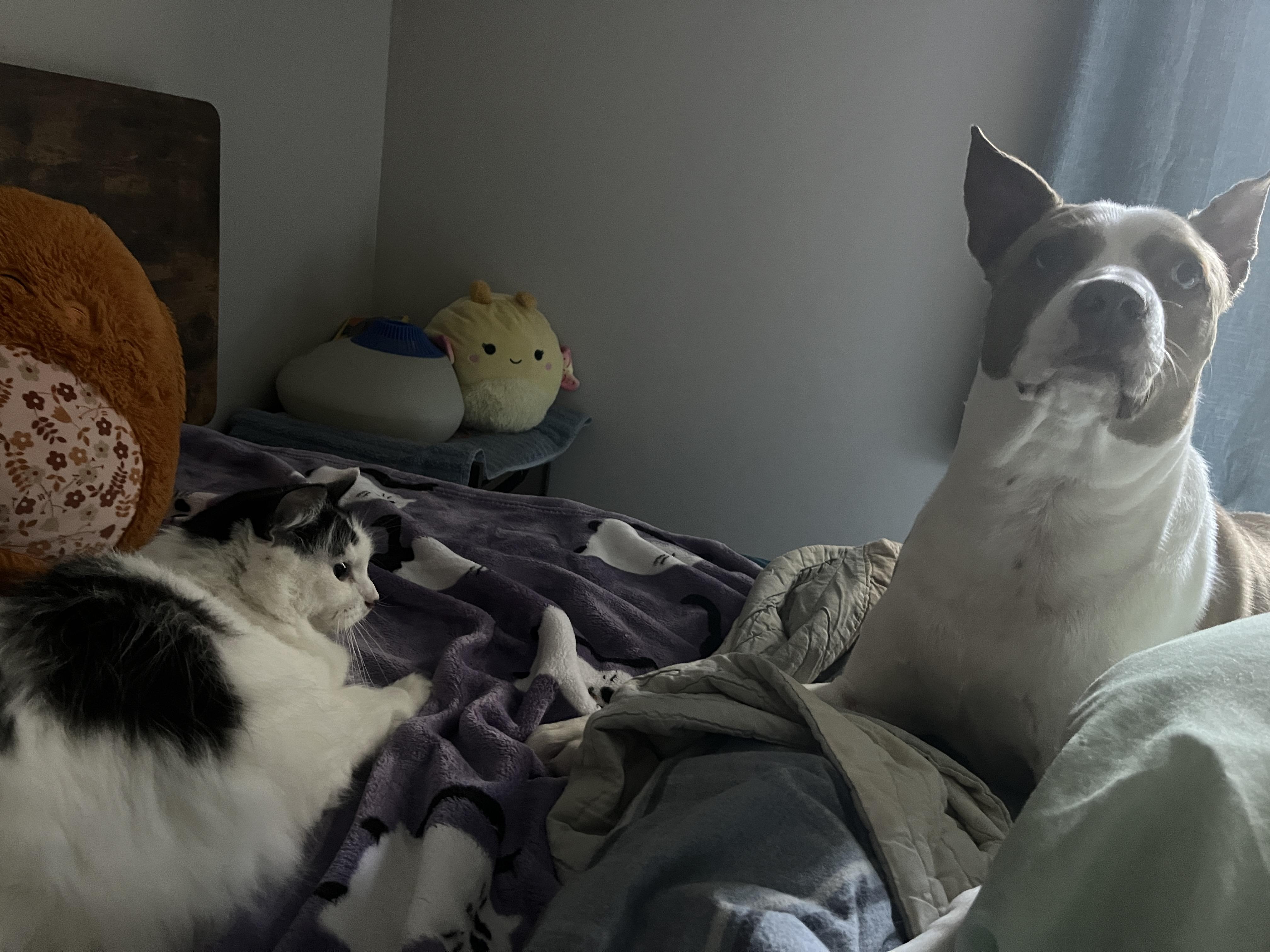 Patches photo 1
