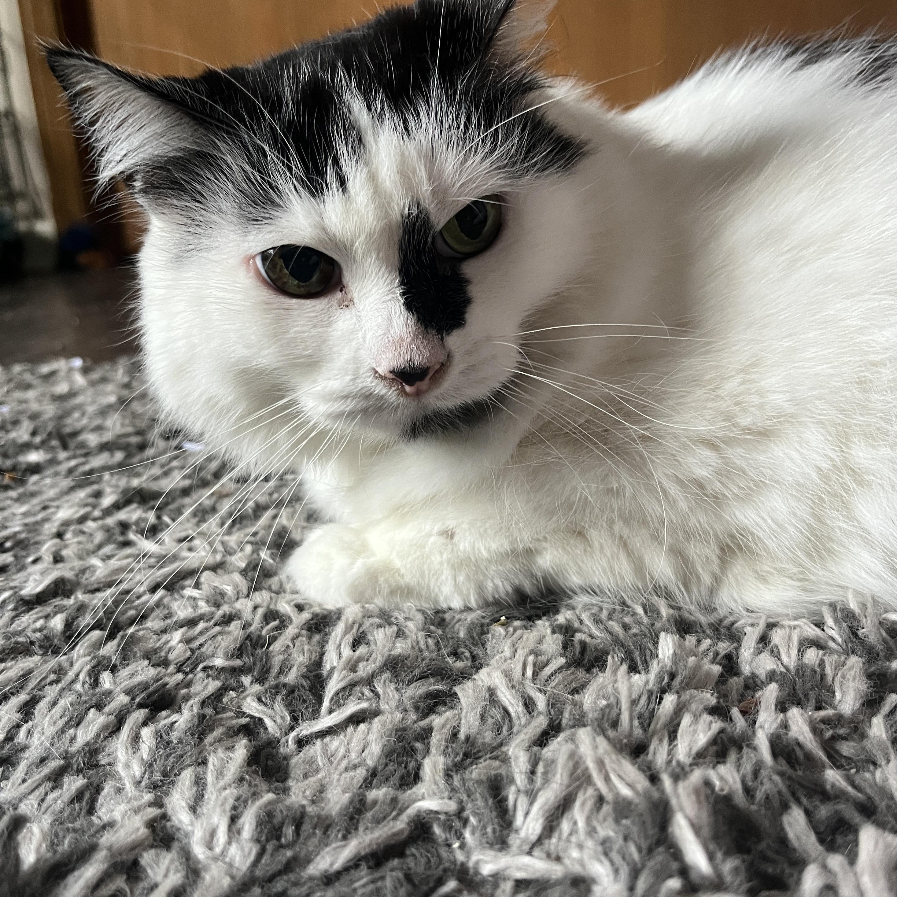 Patches