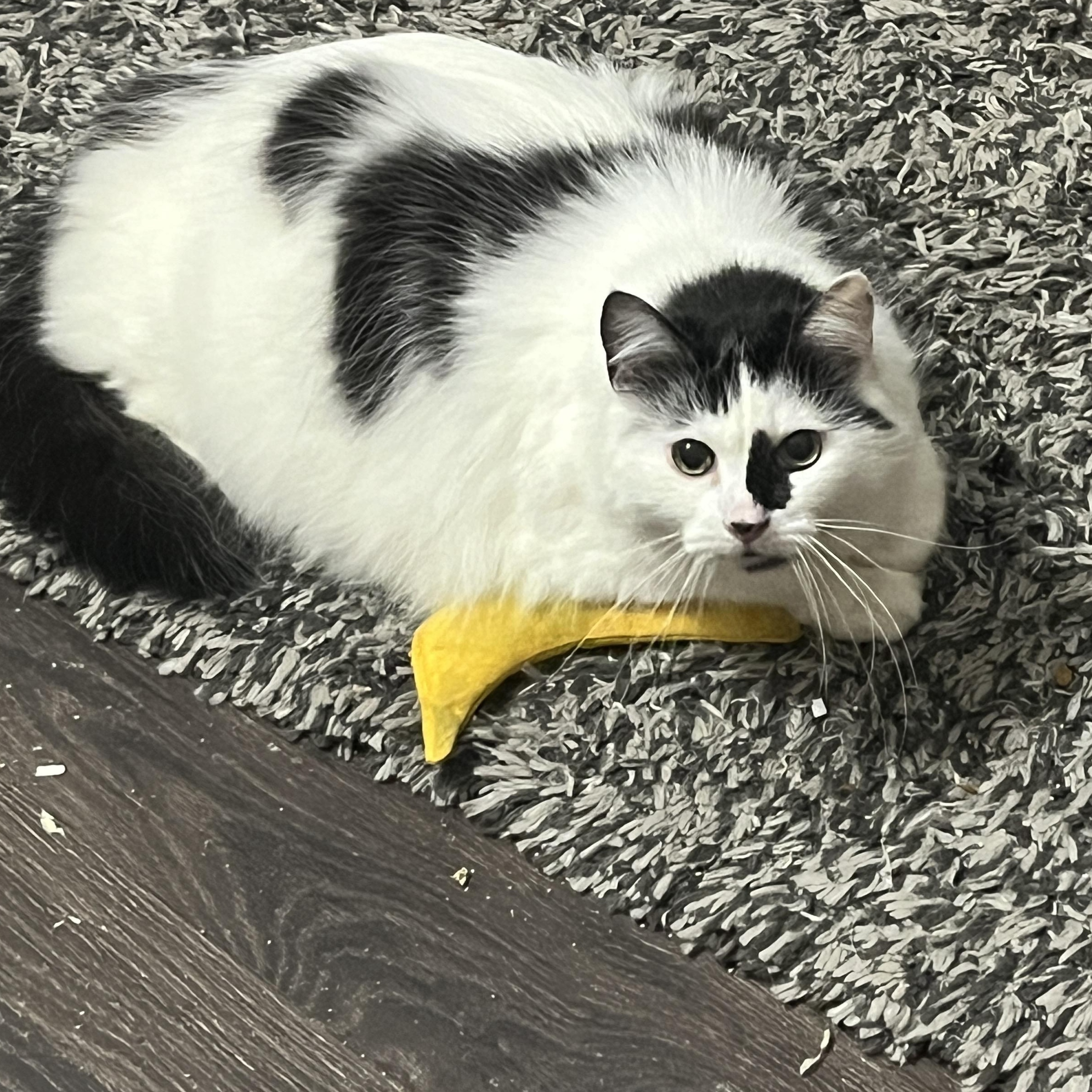 Patches