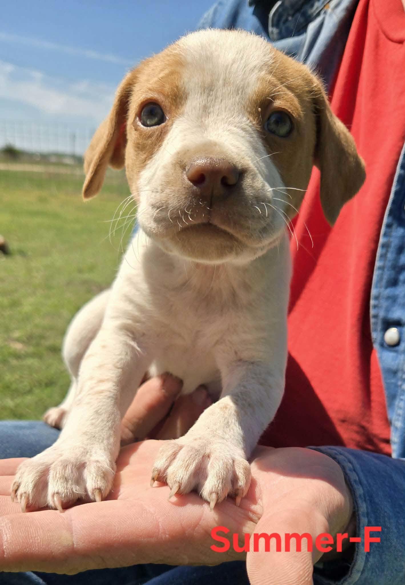 Enlarge Summer, an adopted mixed breed in Palos Heights, IL image 1/1