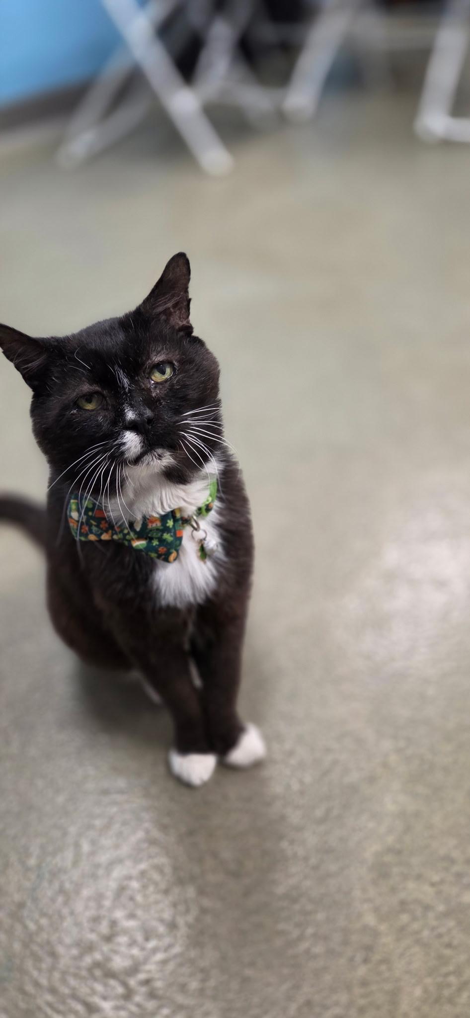 Enlarge HOAGIE, a Adoptable Domestic Short Hair in Hartville, OH image 3/3