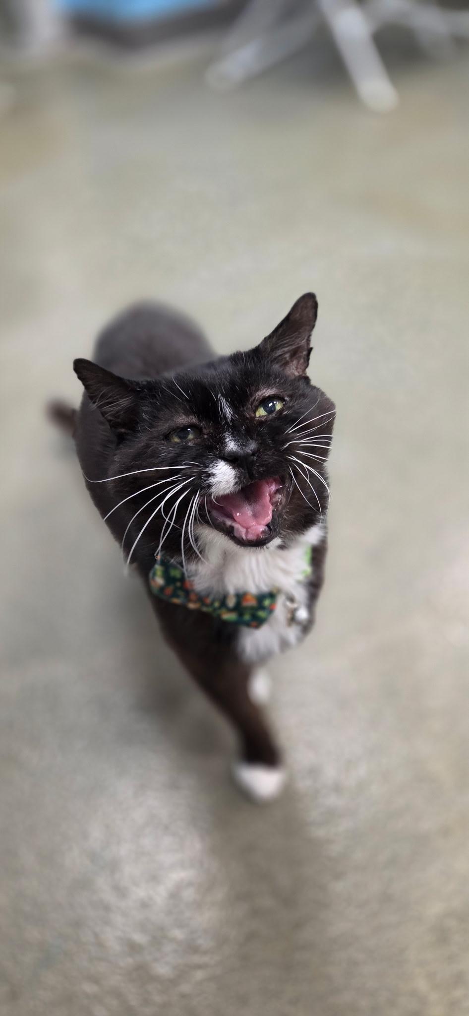 Enlarge HOAGIE, a Adoptable Domestic Short Hair in Hartville, OH image 2/3