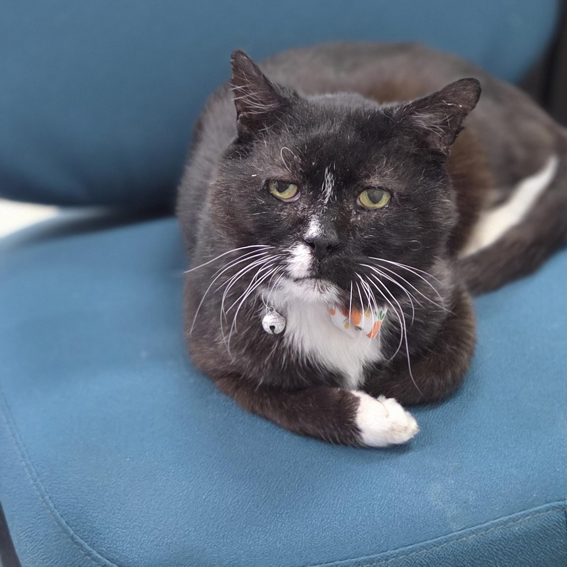 Enlarge HOAGIE, a Adoptable Domestic Short Hair in Louisville, OH image 4/4