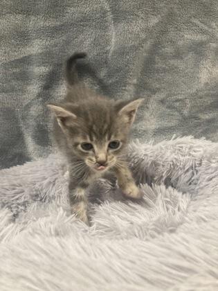 Miny Ellis, Adoptable, Kitten Female Domestic Short Hair & Domestic Short Hair.