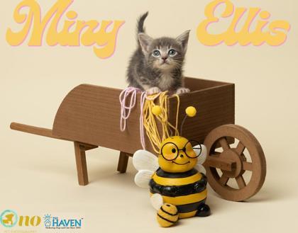 Miny Ellis, a Adoptable mixed breed in Fairhope, AL image 2/2