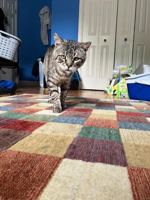 Enlarge Van Dyke, a Adoptable mixed breed in Pawtucket, RI image 1/5