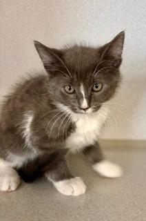 Enlarge Ophelia, an adopted Domestic Short Hair in Winter Haven, FL image 1/2