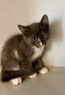 Enlarge Ophelia, an adopted Domestic Short Hair in Winter Haven, FL image 2/2