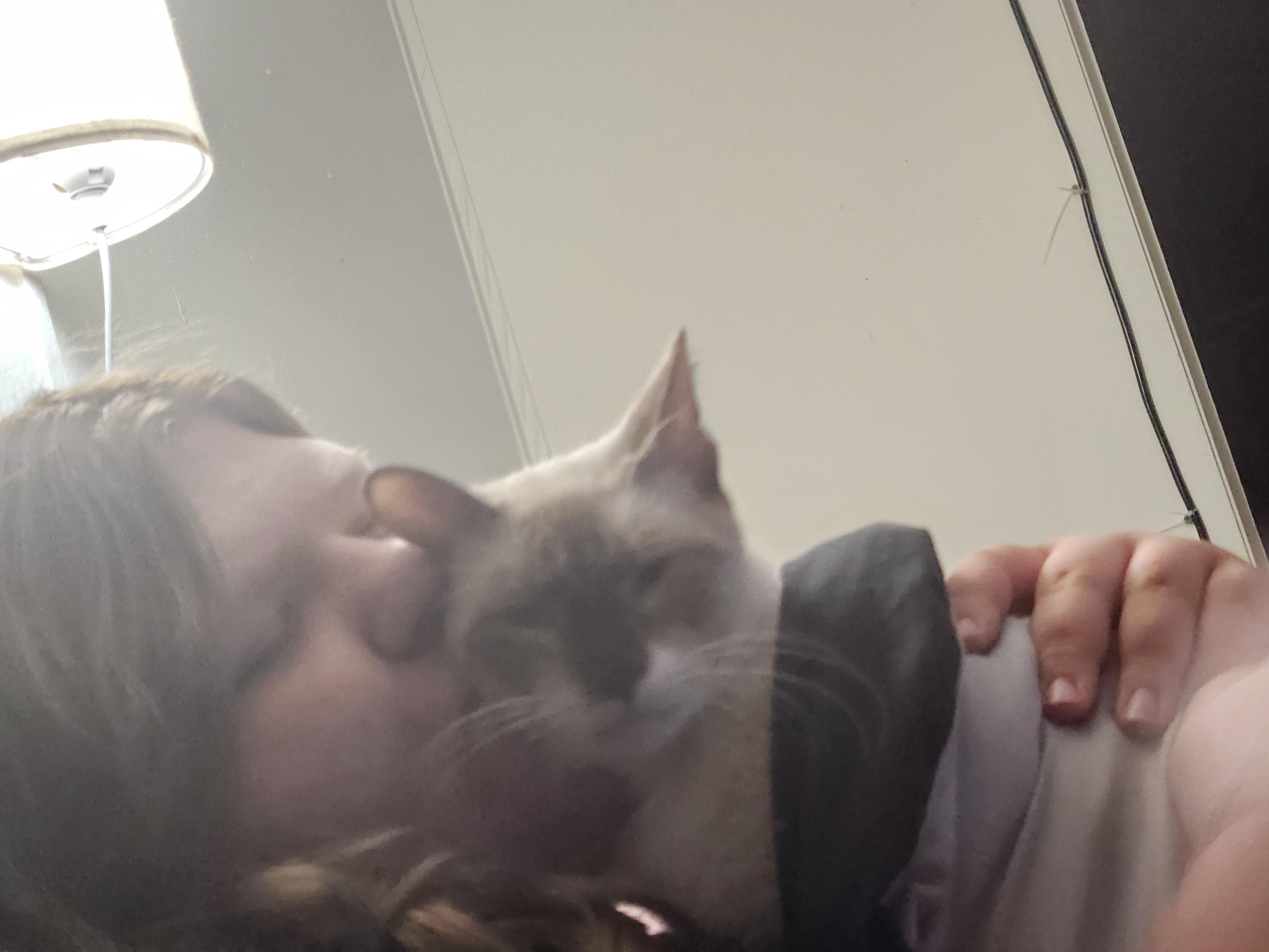 Coffee, a ADOPTABLE Domestic Short Hair in Mount Pleasant, TX image 5/5