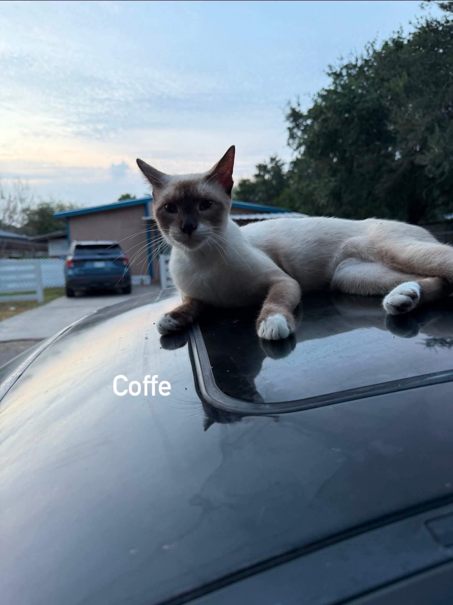 Coffee, a ADOPTABLE Domestic Short Hair in Mount Pleasant, TX image 2/5