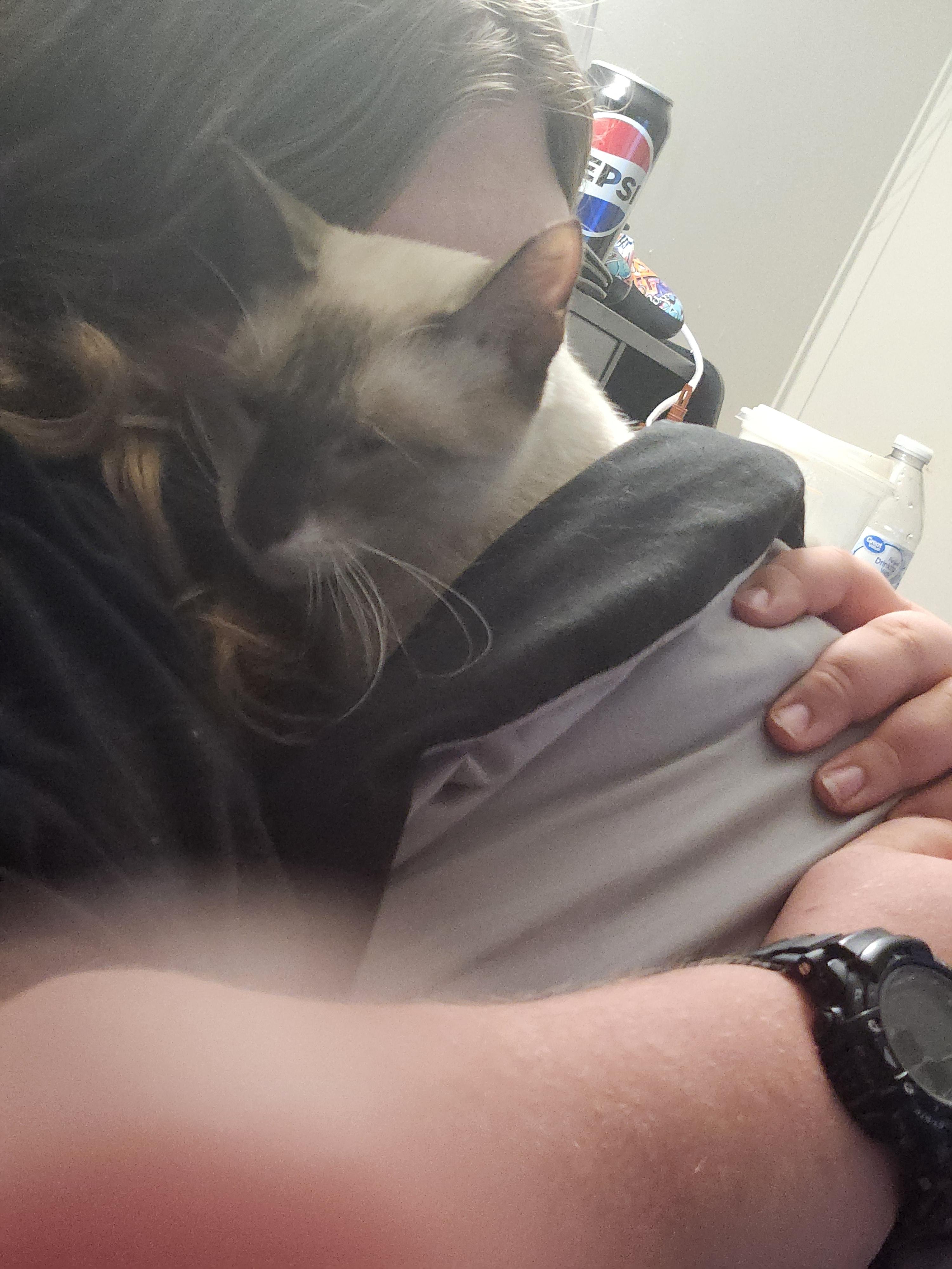 Coffee, ADOPTABLE, Adult Male Domestic Short Hair.