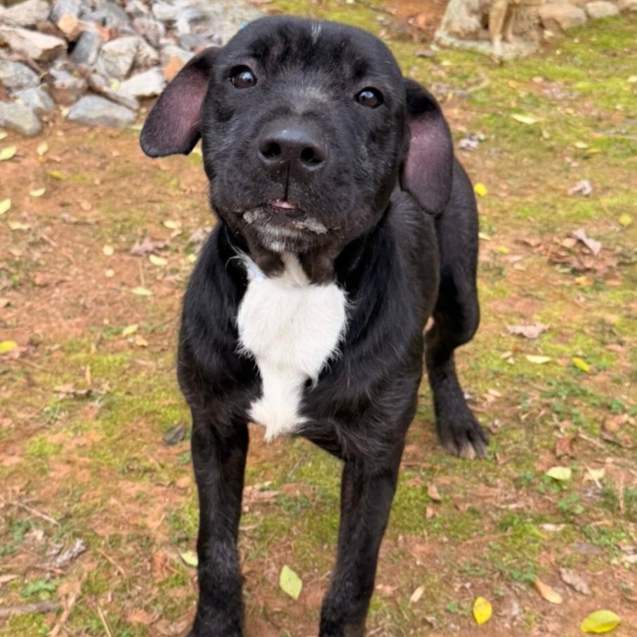Enlarge Izzie, a ADOPTABLE American Staffordshire Terrier in Dahlonega, GA image 1/1