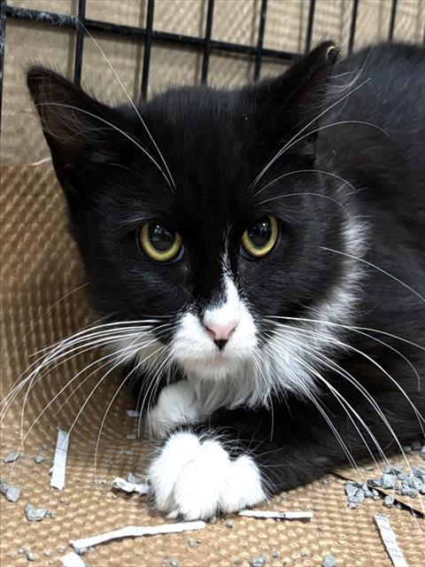 BABY YODA, Adoptable, Kitten Female Domestic Short Hair.