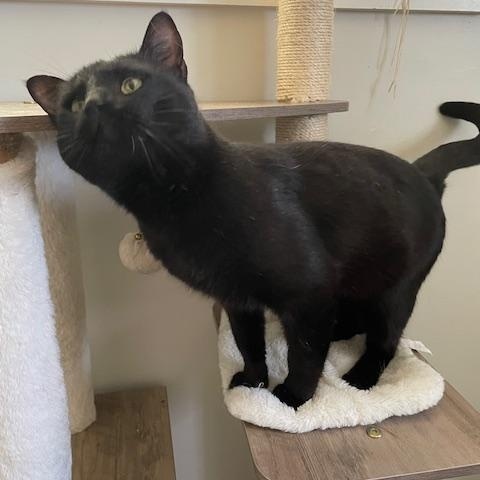 Enlarge Cole, a ADOPTABLE Domestic Short Hair in Syracuse, NY image 2/3