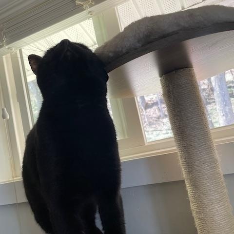 Enlarge Cole, a ADOPTABLE Domestic Short Hair in Syracuse, NY image 3/3