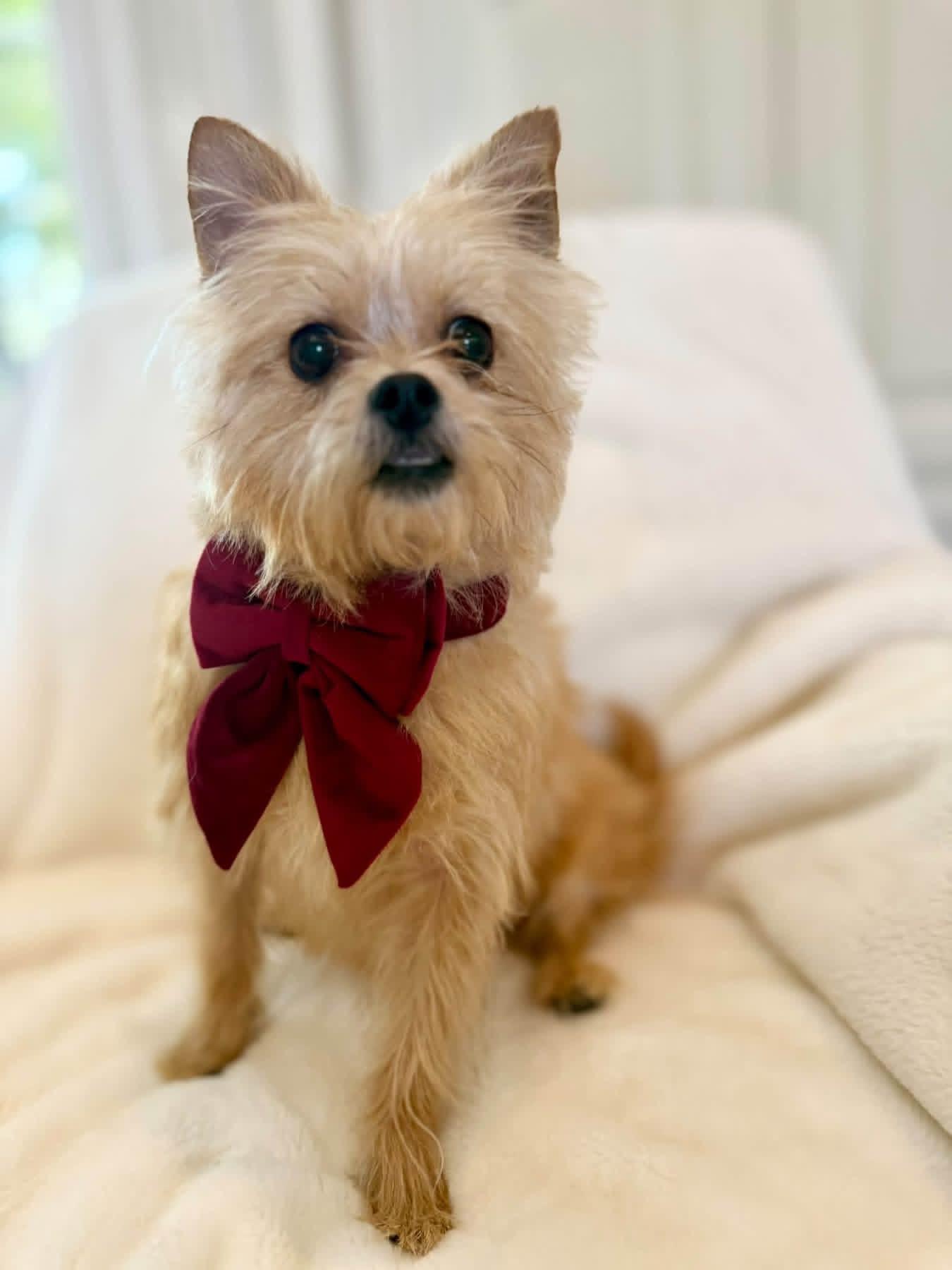 Enlarge Mousey, a Adopted mixed breed in Walker, LA image 2/3