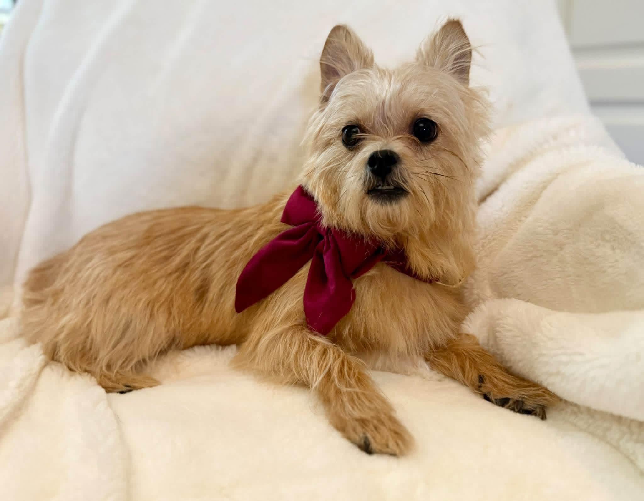 Mousey, Adopted, Adult Female Wirehaired Terrier.
