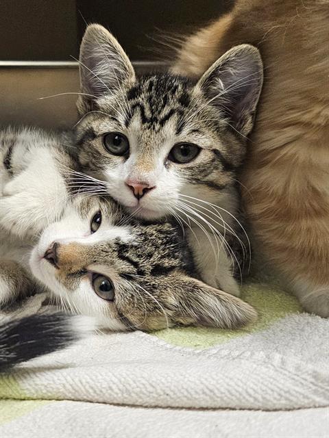 RALPHIE, Adoptable, Kitten Male Domestic Short Hair.