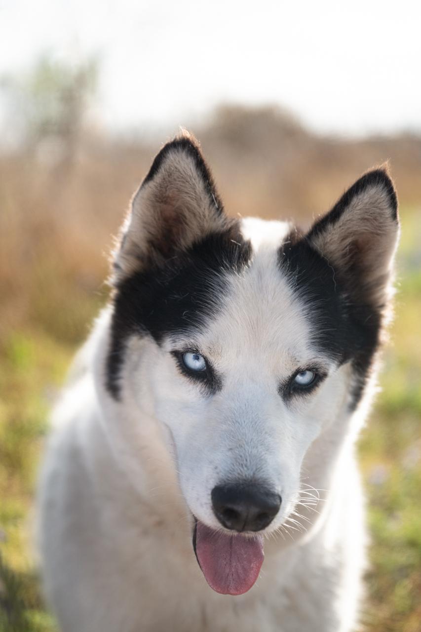 Gemini, a ADOPTABLE Siberian Husky in Mason, TX image 4/6