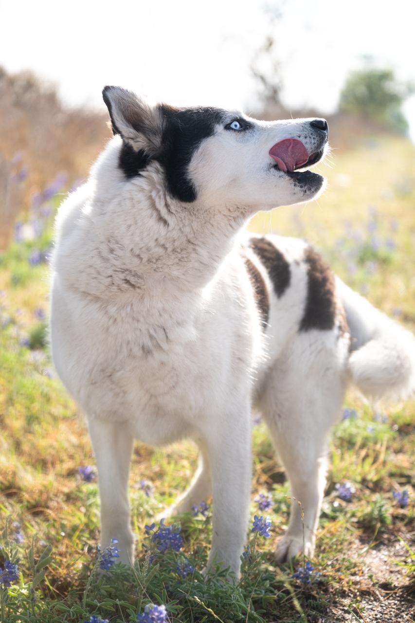 Gemini, a ADOPTABLE Siberian Husky in Mason, TX image 3/6