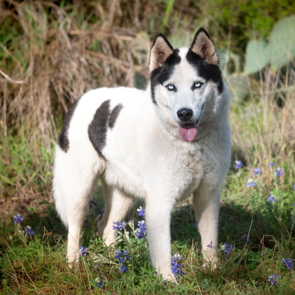 Gemini, a ADOPTABLE Siberian Husky in Mason, TX image 6/6