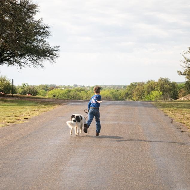 Gemini, a ADOPTABLE Siberian Husky in Mason, TX image 5/6