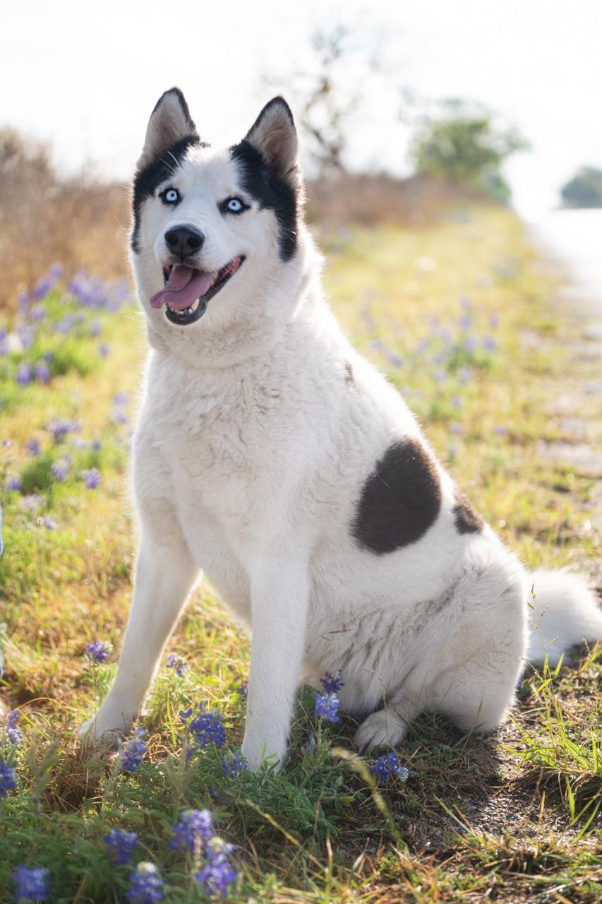 Gemini, a ADOPTABLE Siberian Husky in Mason, TX image 2/6