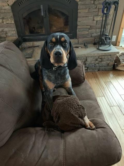 Enlarge Rosco (Courtesy Post), a Adoptable Bluetick Coonhound in Oswego, NY image 1/1