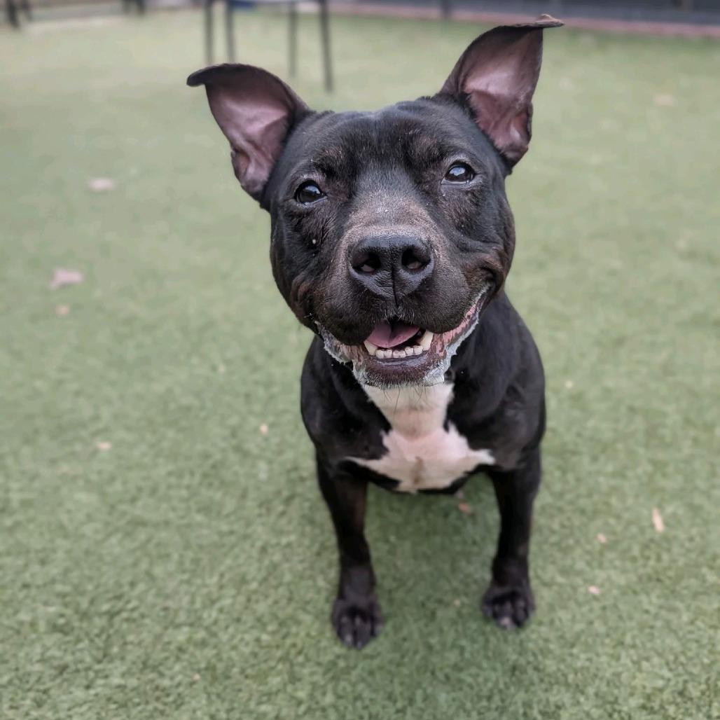 Enlarge Stewardess, a Adoptable Pit Bull Terrier in Greensboro, NC image 1/6