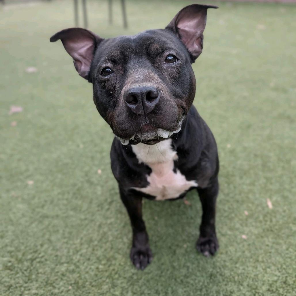 Enlarge Stewardess, a Adoptable Pit Bull Terrier in Greensboro, NC image 3/6