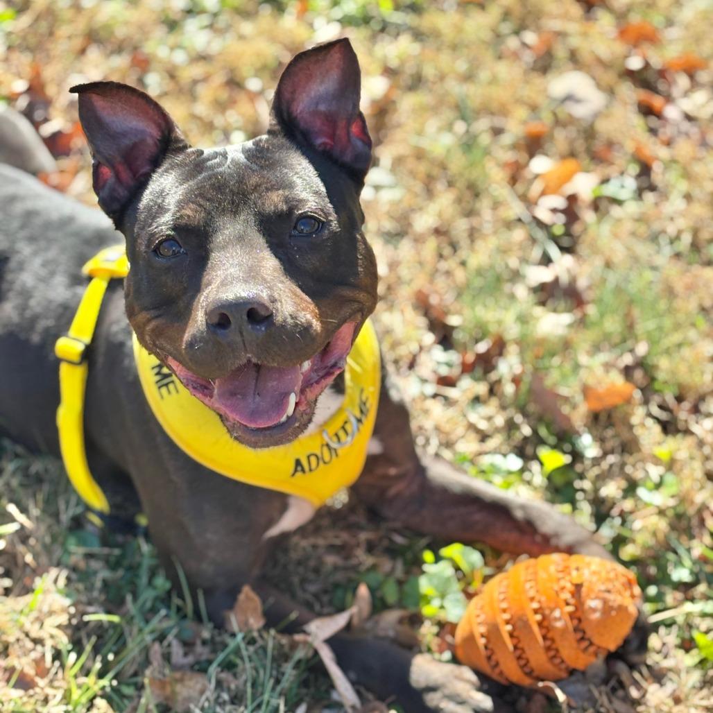 Enlarge Stewardess, a Adoptable Pit Bull Terrier in Greensboro, NC image 4/6
