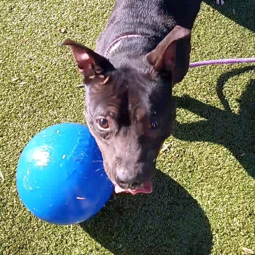 Enlarge Stewardess, a Adoptable Pit Bull Terrier in Greensboro, NC image 5/6