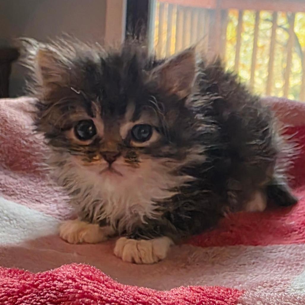 Tuxedo Mask, Adoptable, Kitten Male Domestic Medium Hair.