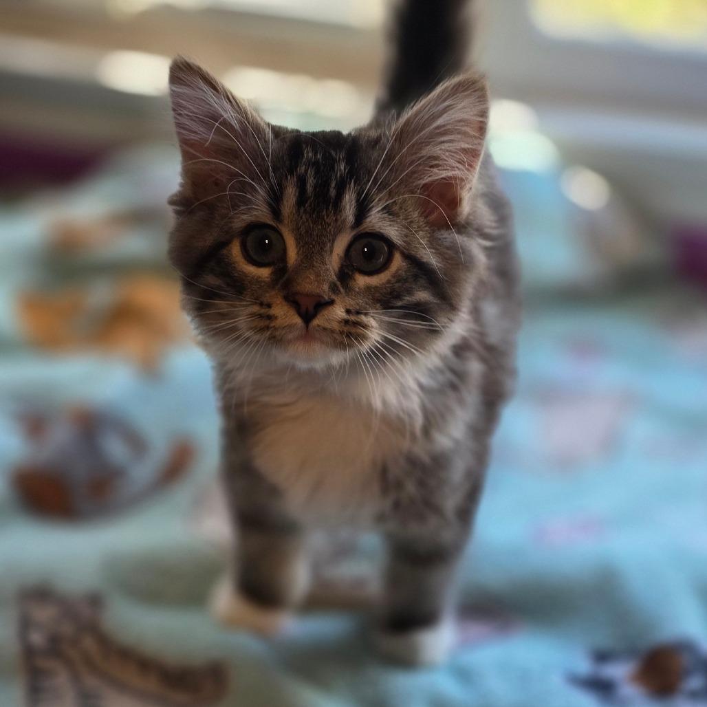 Enlarge Tuxedo Mask, a Adoptable Domestic Medium Hair in Kansas City, MO image 2/6