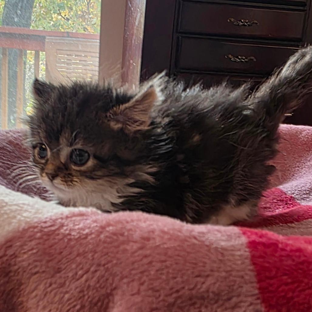 Enlarge Tuxedo Mask, a Adoptable Domestic Medium Hair in Kansas City, MO image 3/6