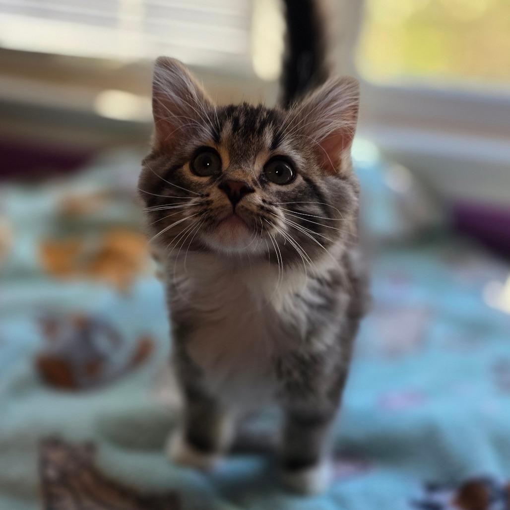 Enlarge Tuxedo Mask, a Adoptable Domestic Medium Hair in Kansas City, MO image 4/6